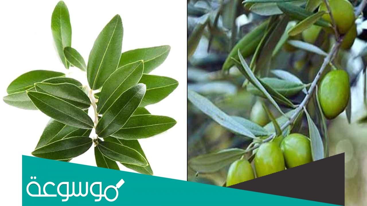 فوائد استخدام ورق الزيتون لضغط الدم