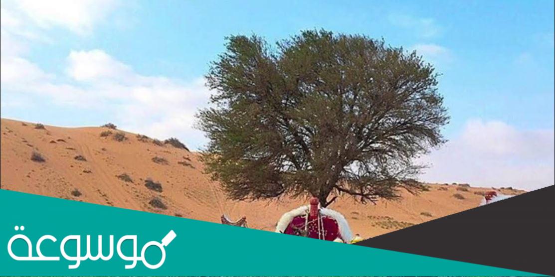كلمات اجلس تربع بالحشا حط مركاك