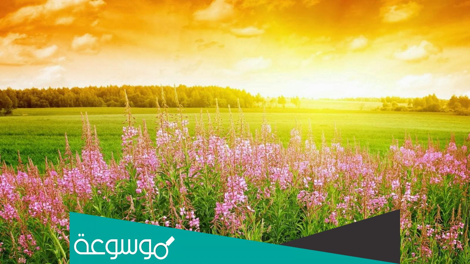 كم باقي على الربيع 2022