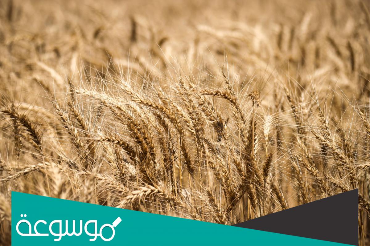 كم سعر طن القمح في السعودية؟