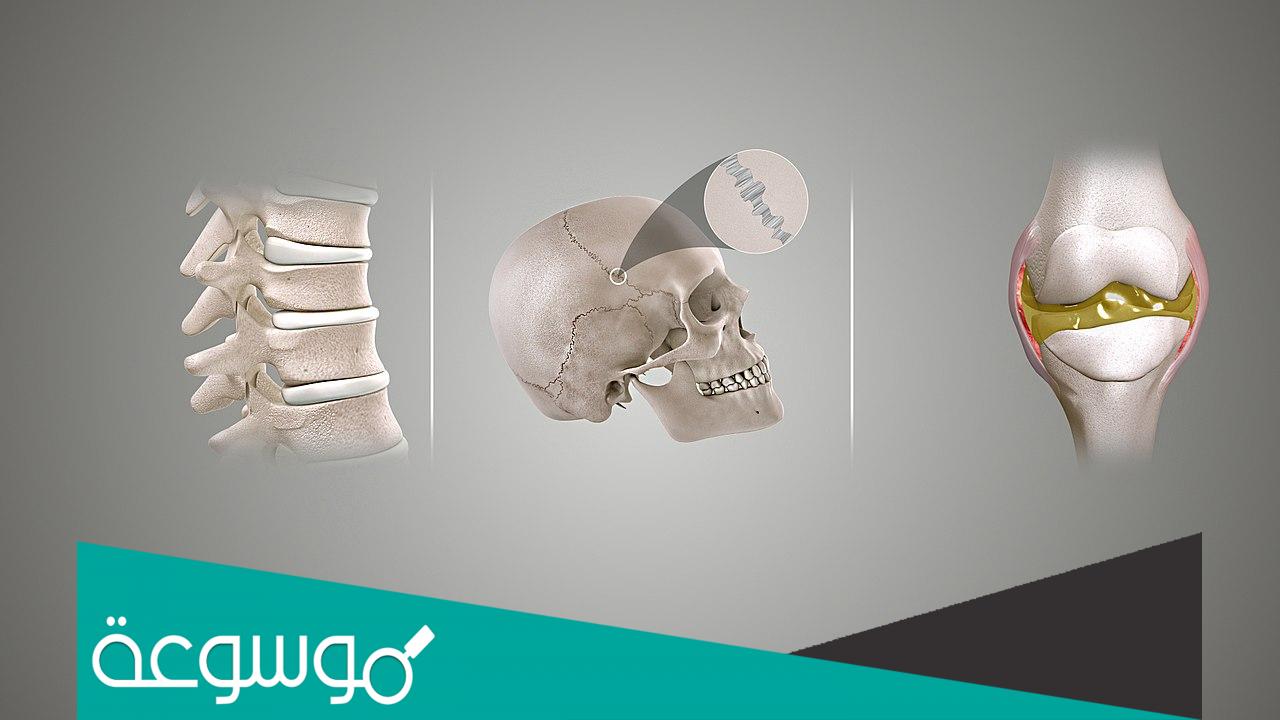 كم عدد المفاصل في جسم الانسان