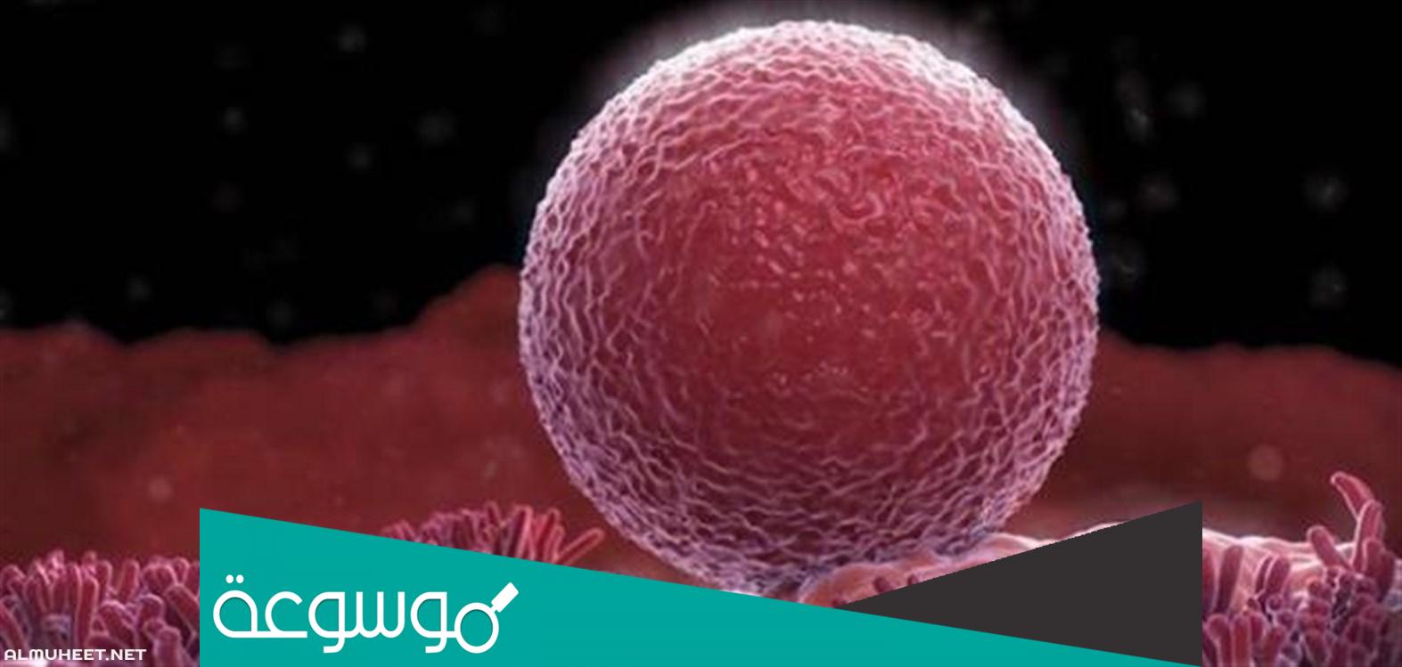 كيف اعرف ان البويضة تلقحت وصار حمل من أول يوم عالم حواء