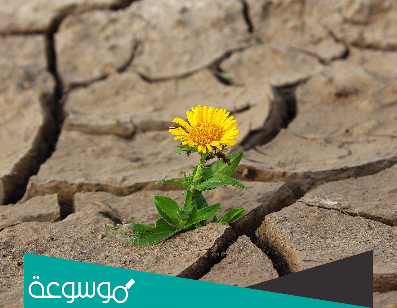 كيف تحرك المياه والرياح التربة