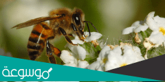 كيف يتواصل النحل مع بعضه البعض