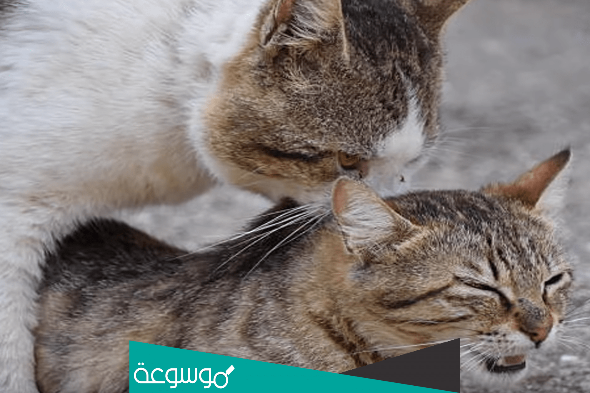 لماذا تتقلب القطة بعد التزاوج