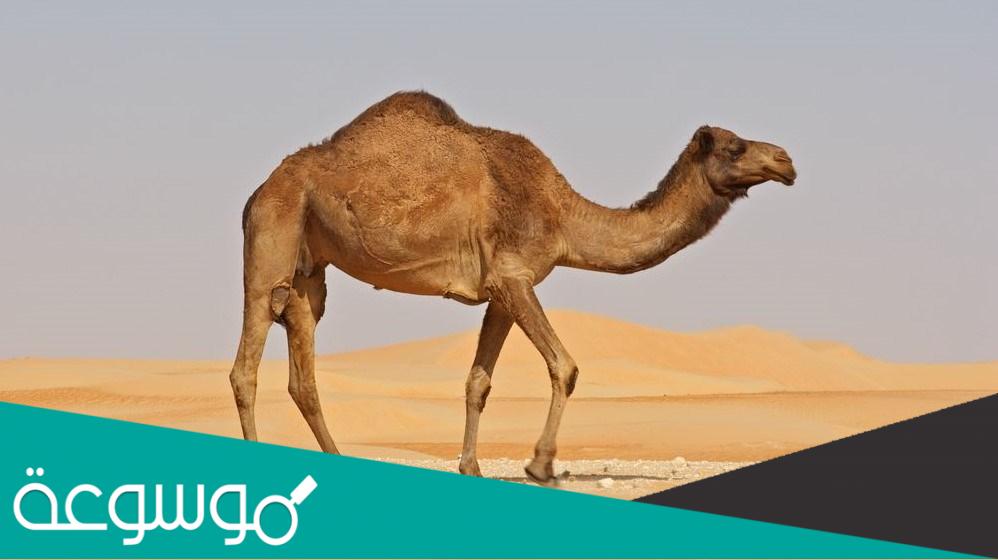 لماذا لا تؤكل رؤوس الابل