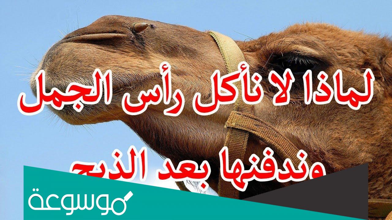 لماذا لا تطبخ روس الابل