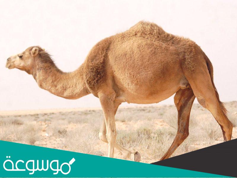 لماذا لا يؤكل راس الابل