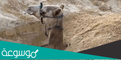 لماذا يدفن الجمل في التراب