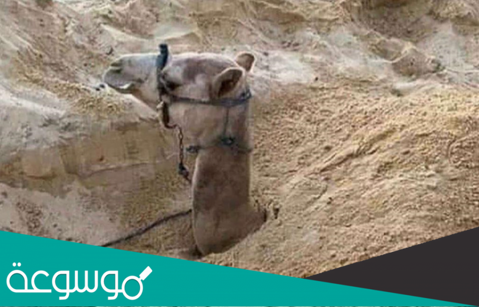 لماذا يدفن الجمل في التراب