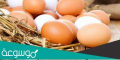 ما الفرق بين البيض الابيض والاحمر