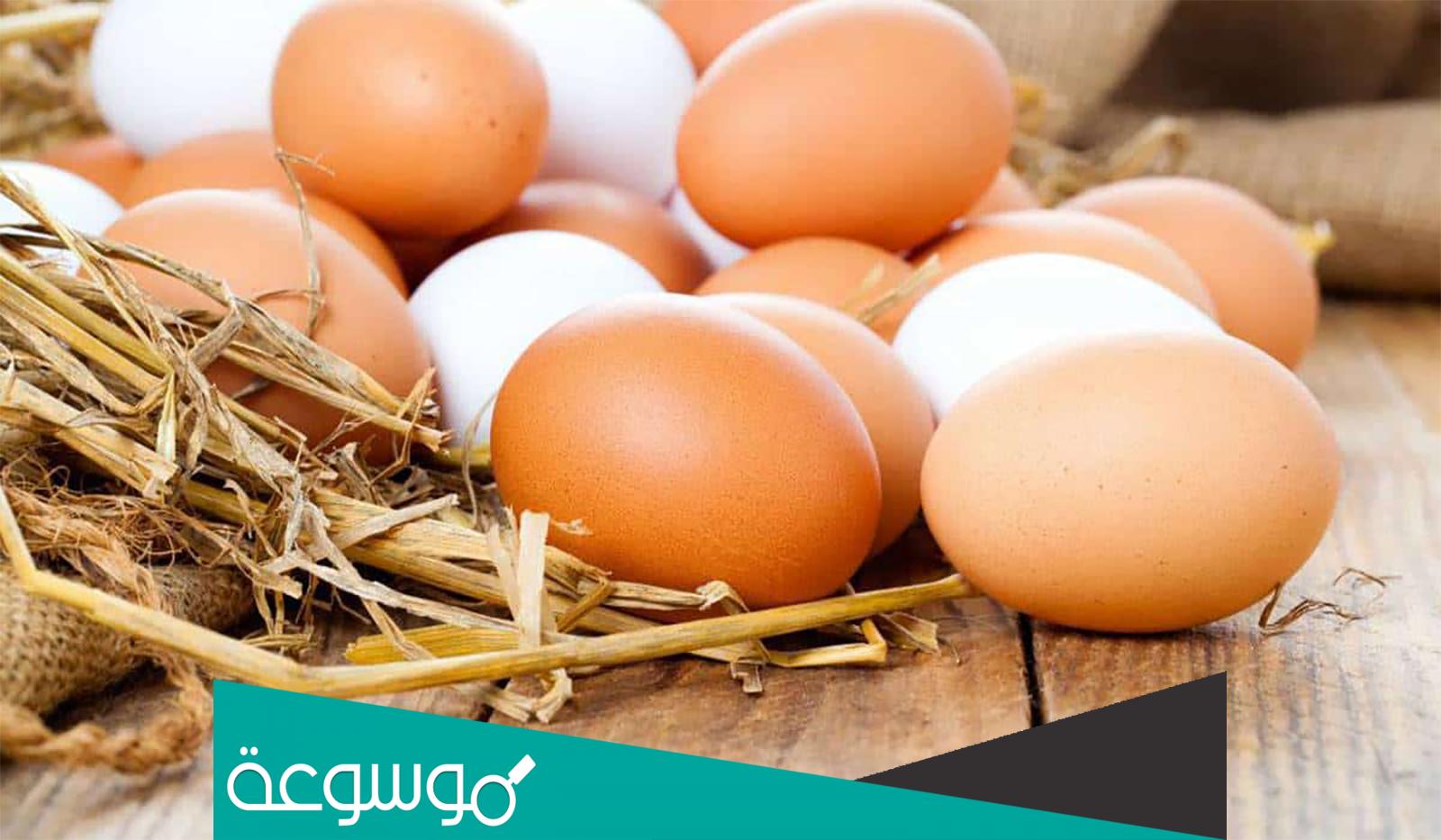 ما الفرق بين البيض الابيض والاحمر