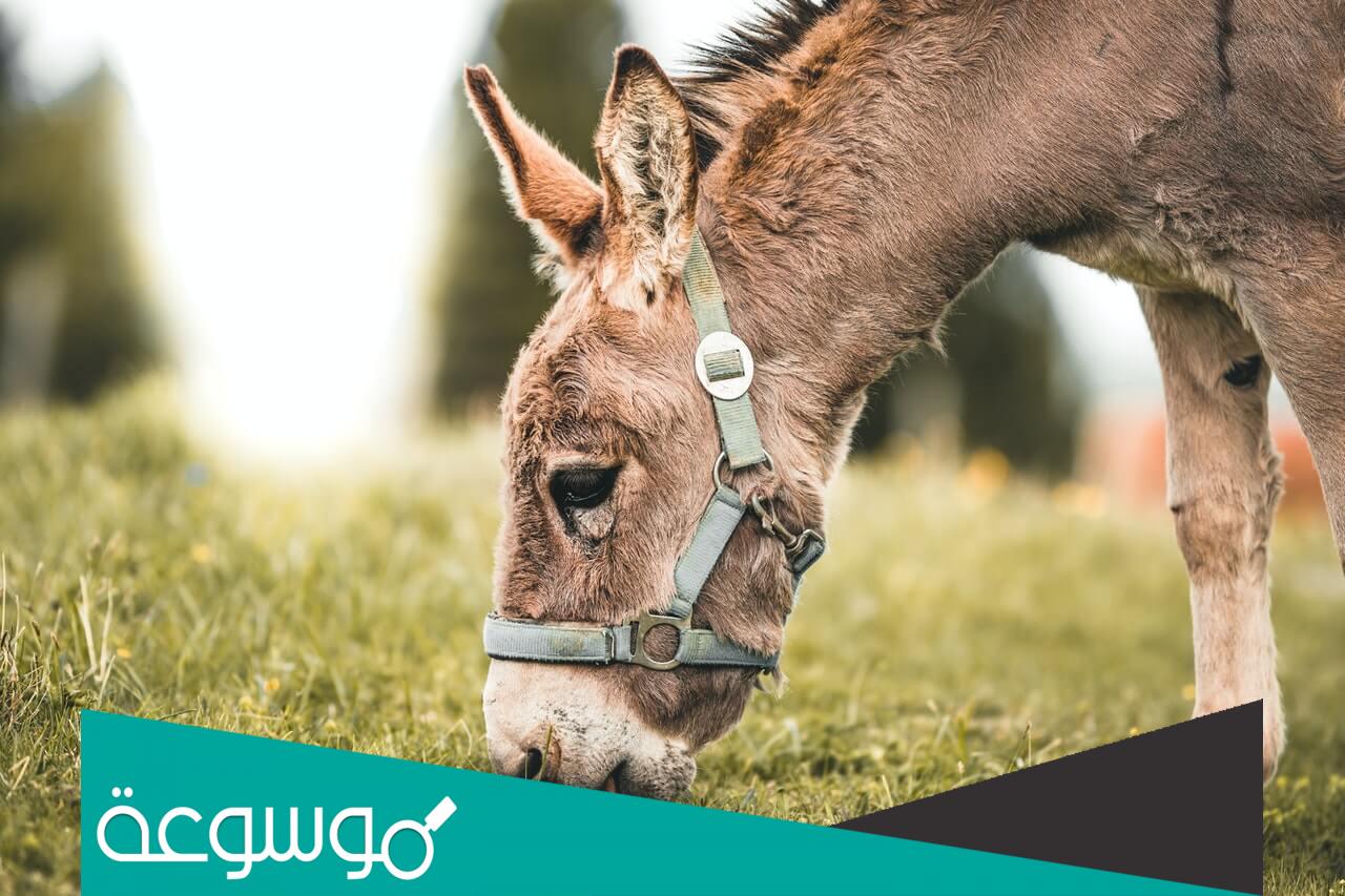 ما هو الحيوان الذي احياه الله بعد موته ؟