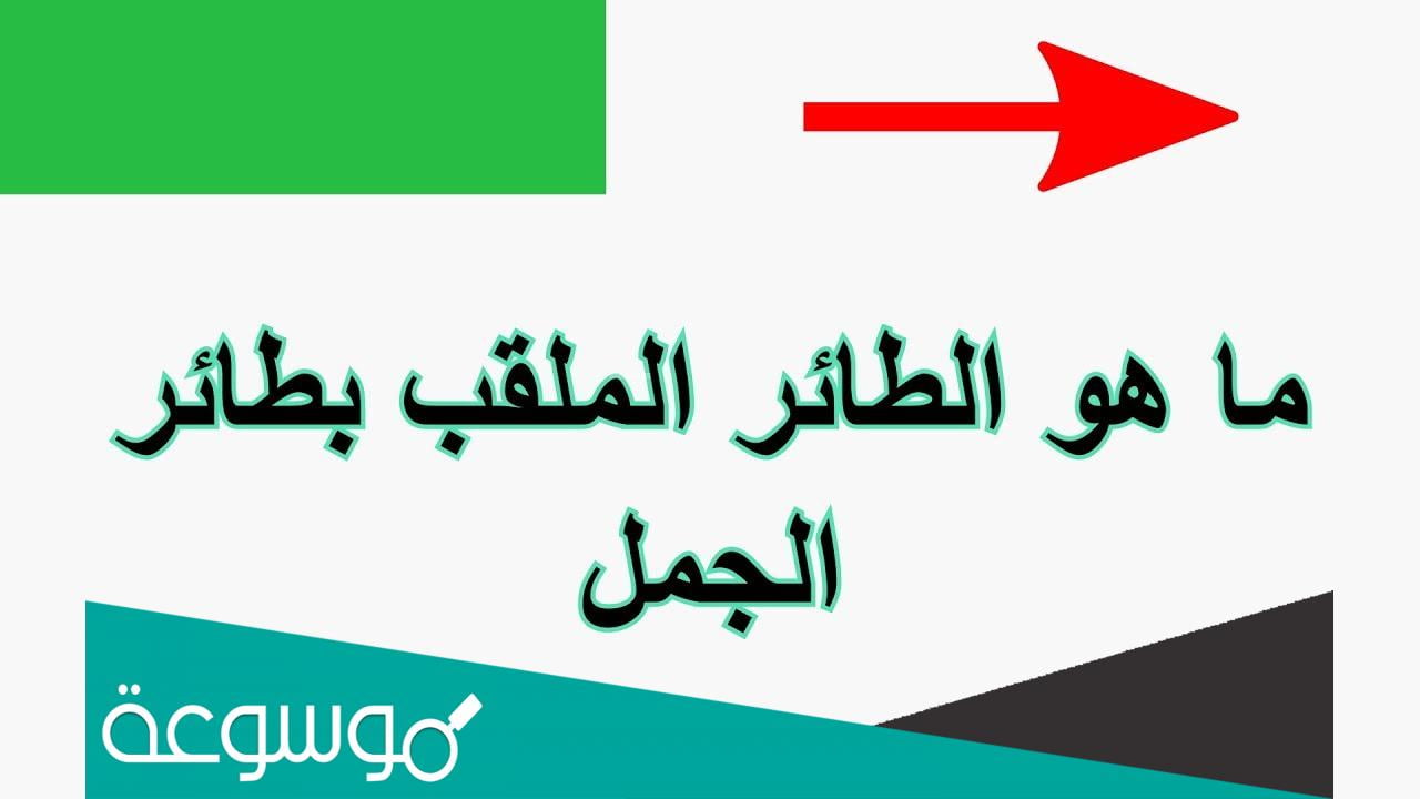 ما هو الطائر الملقب بالطائر الجمل