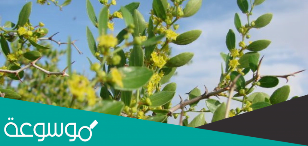 ما هو ورق السدر في مصر