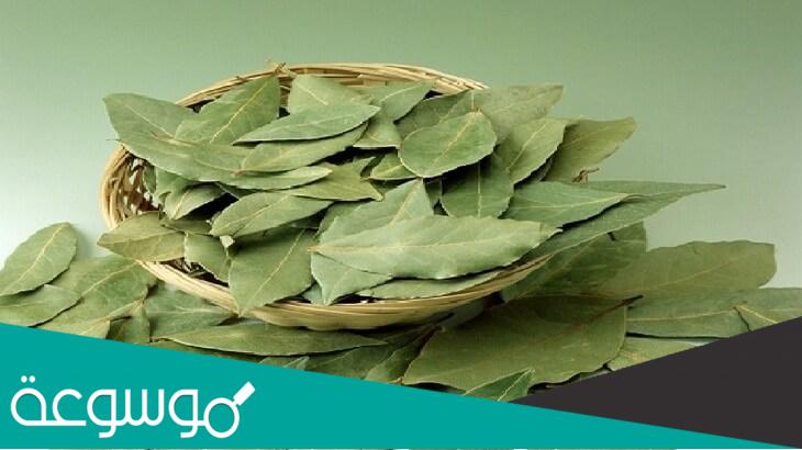 ما هو ورق السدر