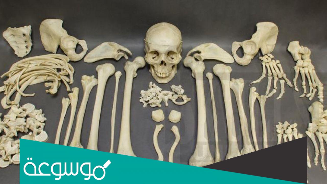 ما هي اطول عظمة في جسم الانسان