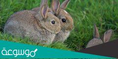 ماذا يسمى بيت الارنب