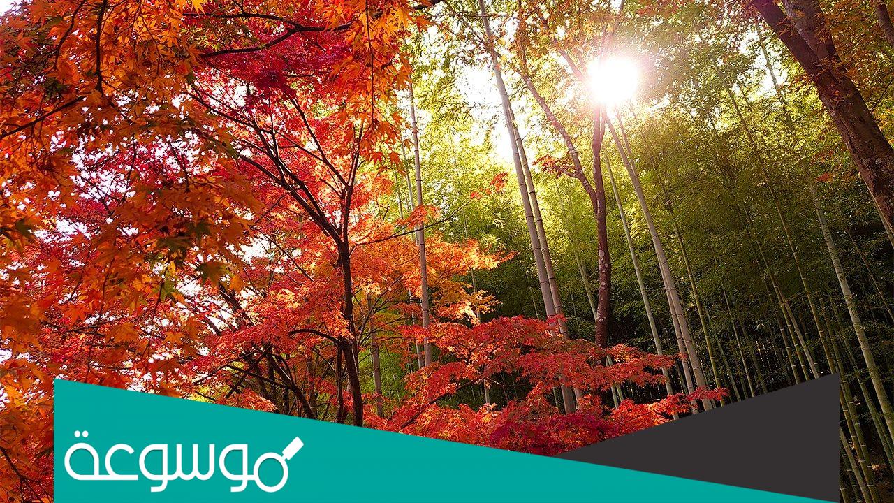 ماذا يطلق على صوت اوراق الشجر