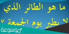 إسم الطائر الذي لايطير يوم الجمعه