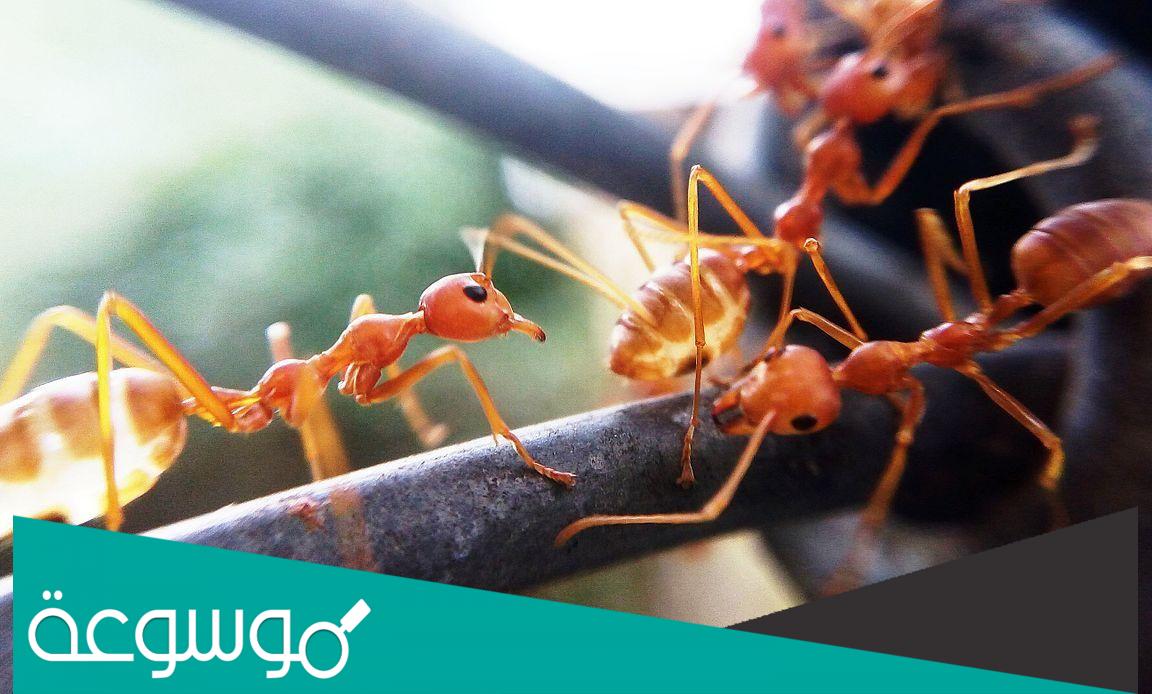 ماهي الحشرة المخلوقة من الزجاج