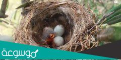 معلومات عن اعشاش الطيور