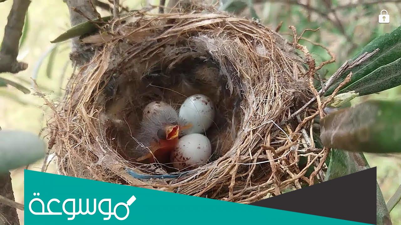 معلومات عن اعشاش الطيور