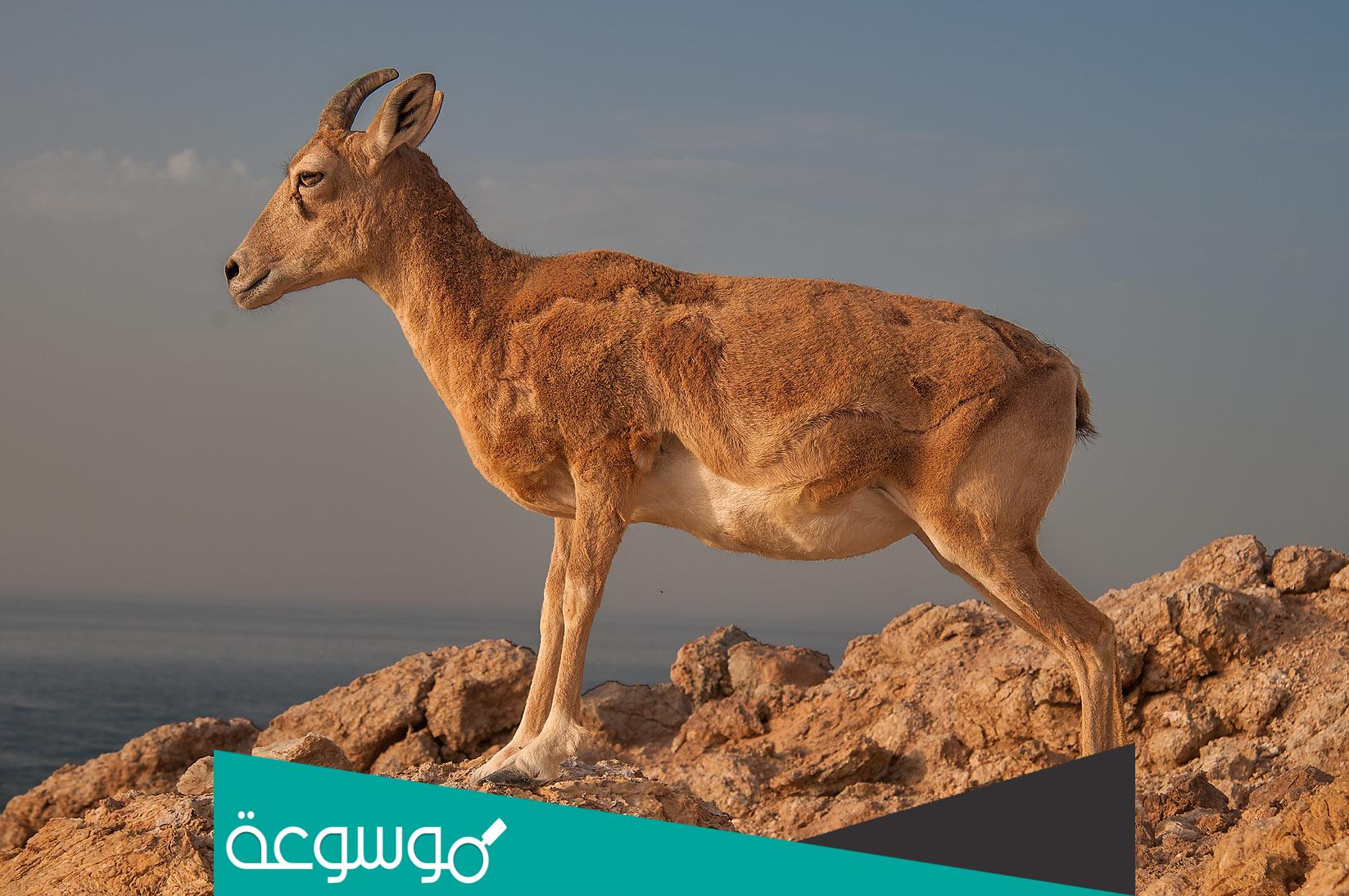 معلومات عن الحياة البرية في قطر