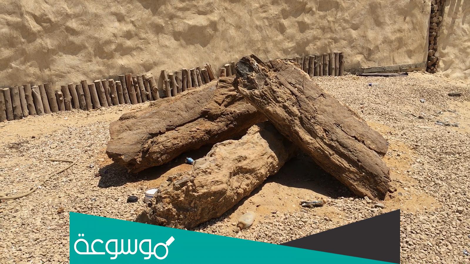 معلومات عن الغابة المتحجرة