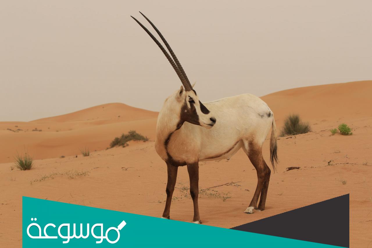 معلومات عن المها العربي في قطر