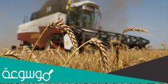 من اين تستورد السعودية القمح