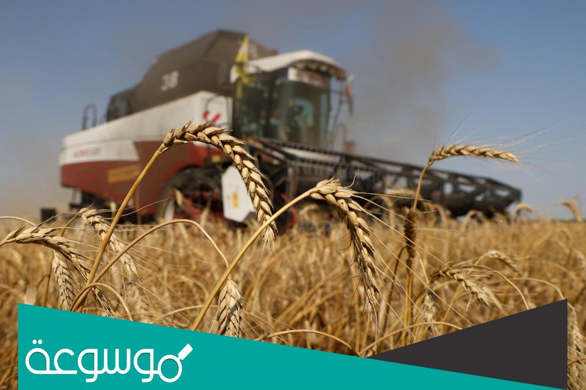 من اين تستورد السعودية القمح