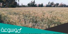 من اين تستورد مصر القمح