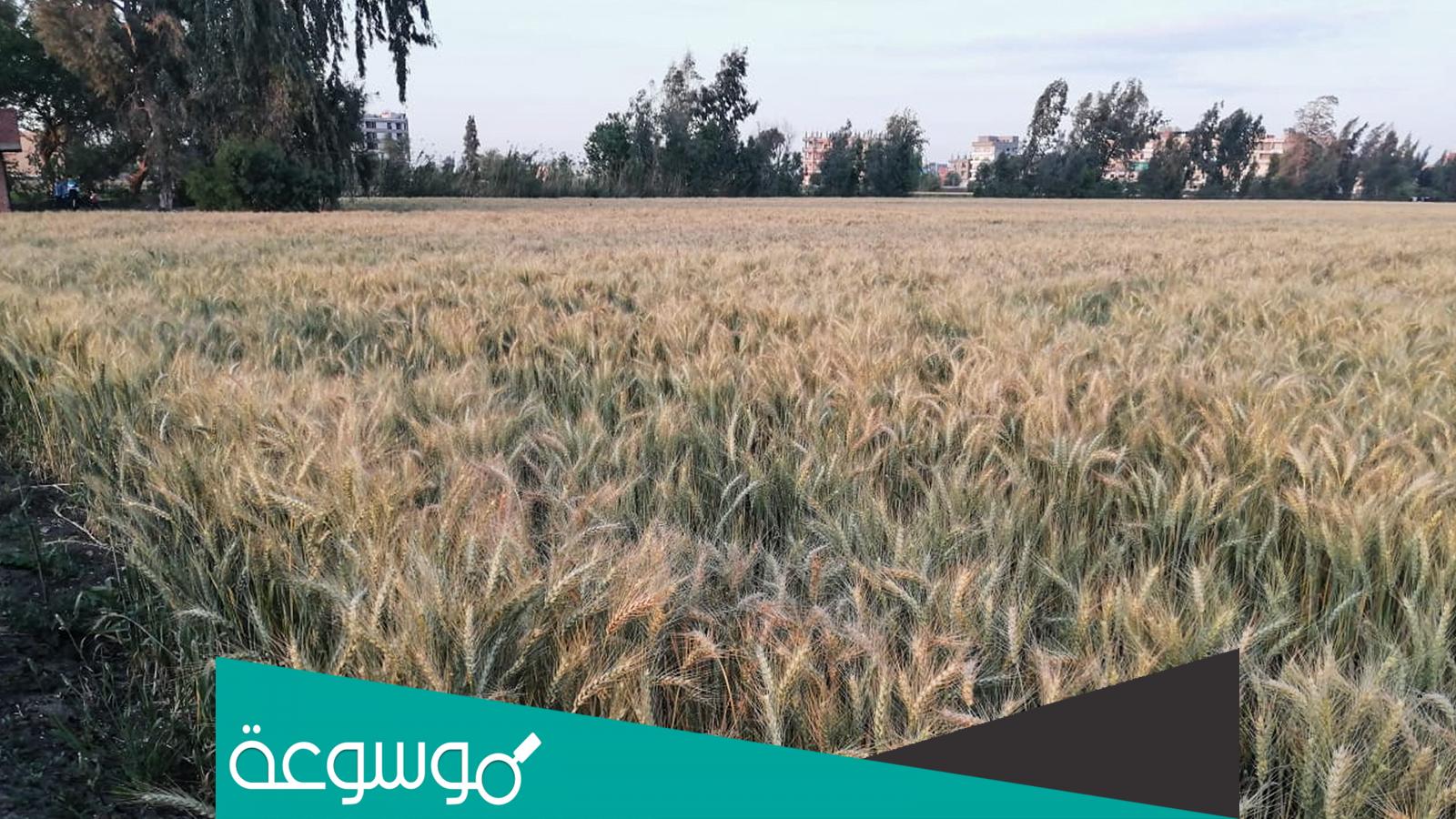 من اين تستورد مصر القمح