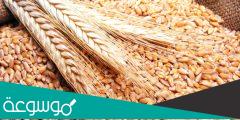 من اين يستورد المغرب القمح