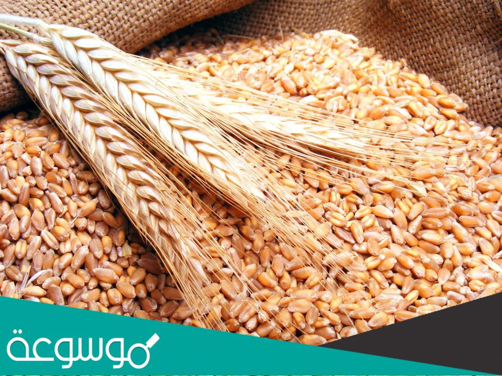 من اين يستورد المغرب القمح