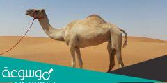 من ماذا خلق الجمل