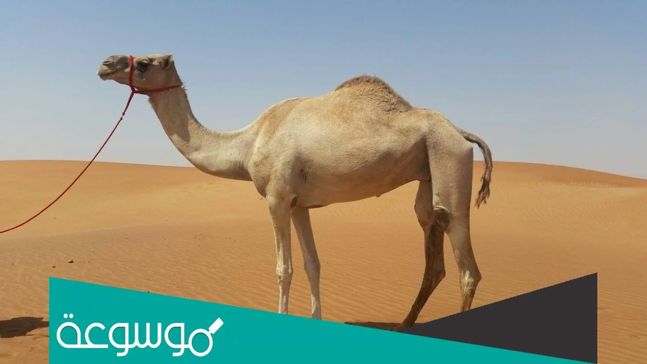 من ماذا خلق الجمل