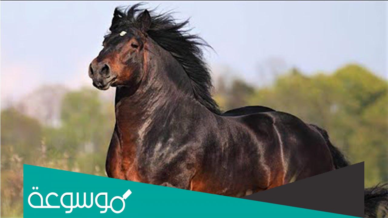 من هو اول من روض الخيل