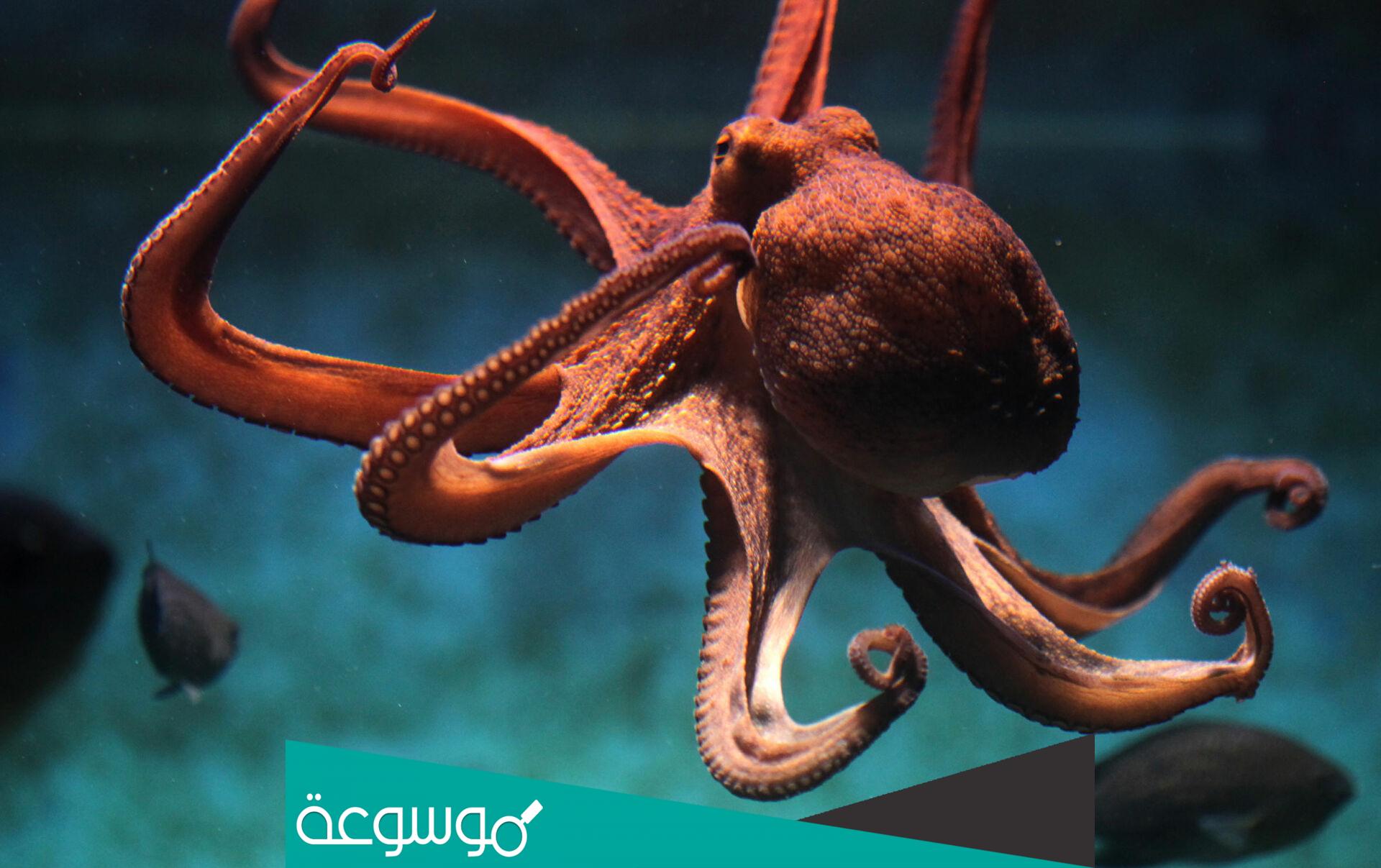 هل الاخطبوط من اللافقاريات