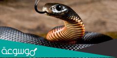 هل الثعبان من الفقاريات او اللافقاريات