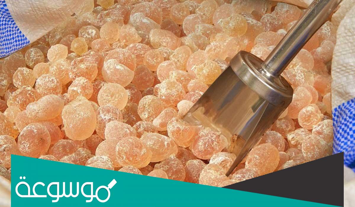 فوائد بخور اللبان المستكة للجسم واستخداماته في العلاج