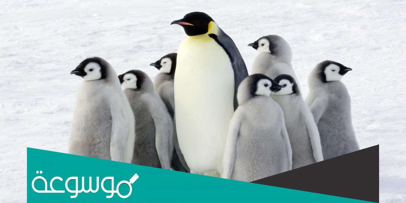 هو من الطيور لكنّه لا يطير، فإذا حذفنا آخر ثلاثة حروف منه طار فما هو