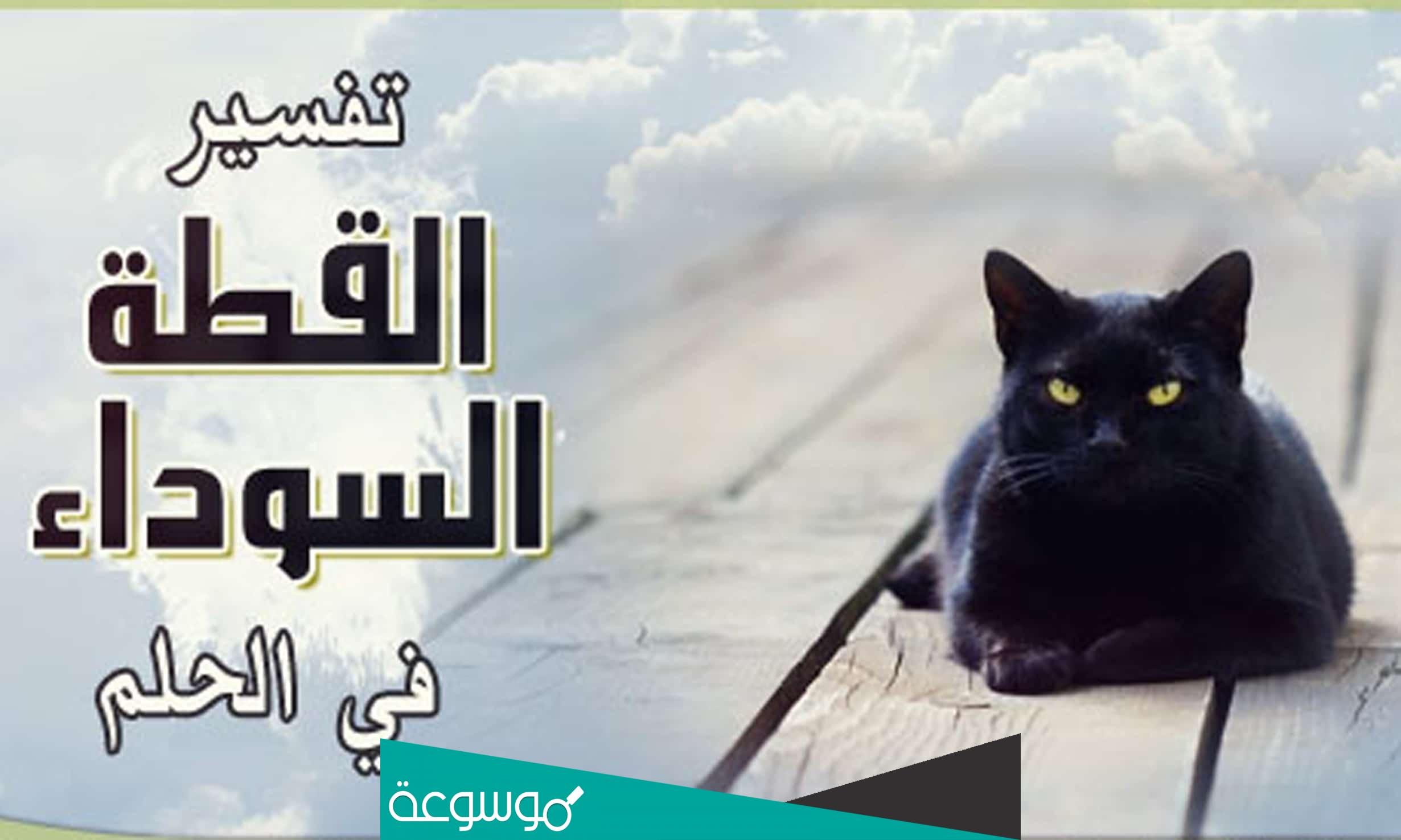 تفسير حلم رؤية القطة السوداء في المنام