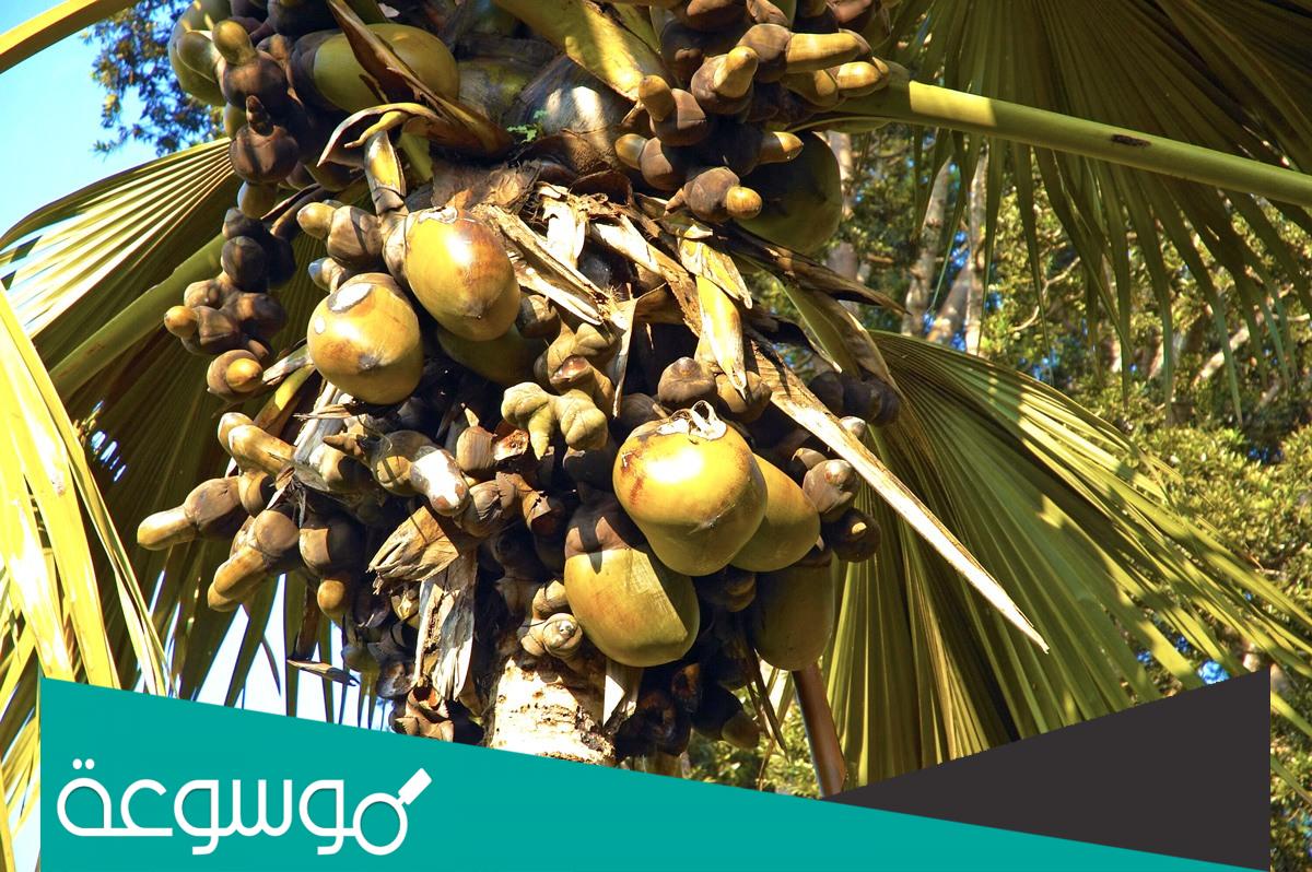 ما هو اسم شجرة جوز الهند