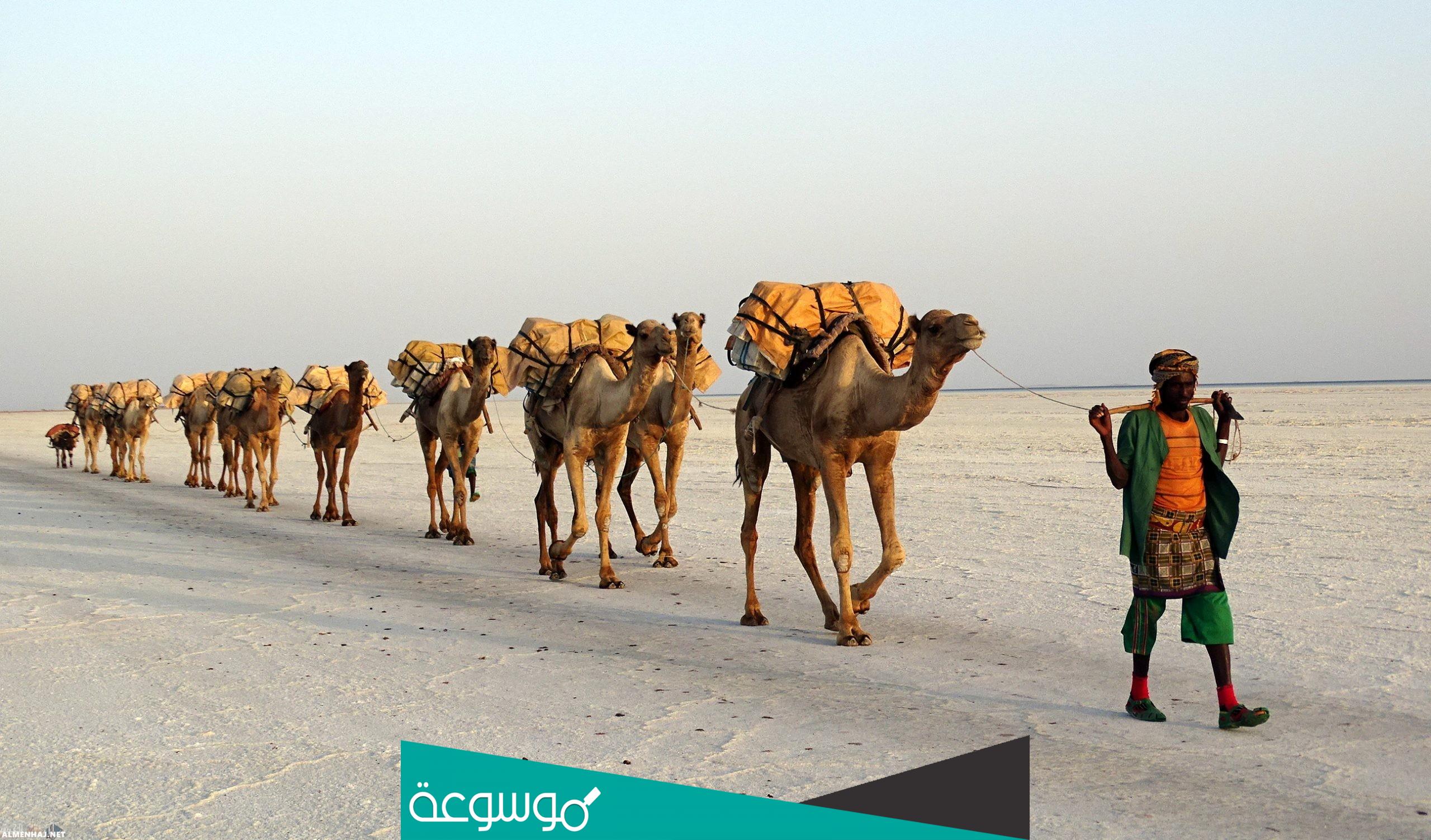 المري وش يرجع