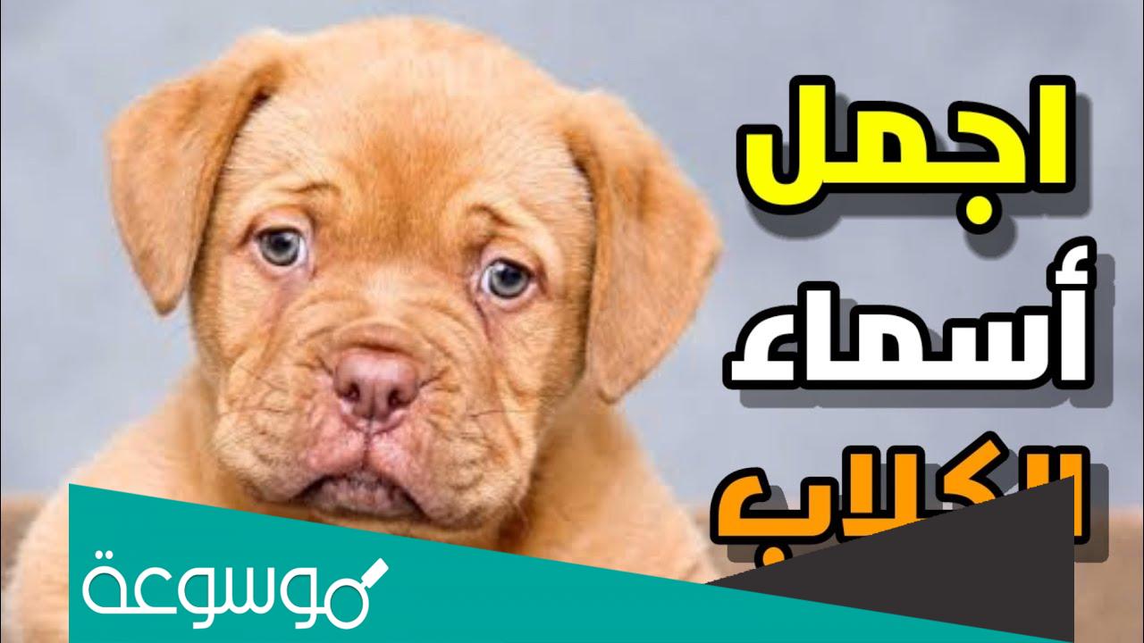 اسماء كلاب ذكور 2022