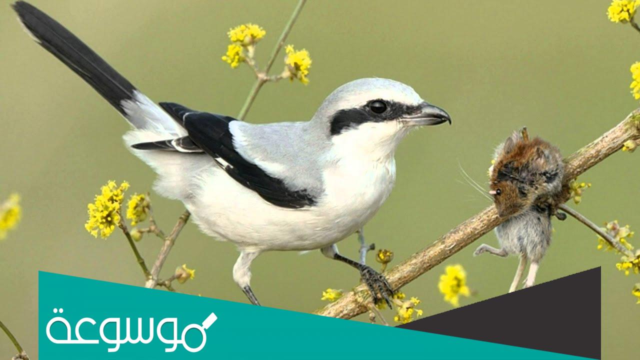 ما هو الصرد المنهي عن قتله