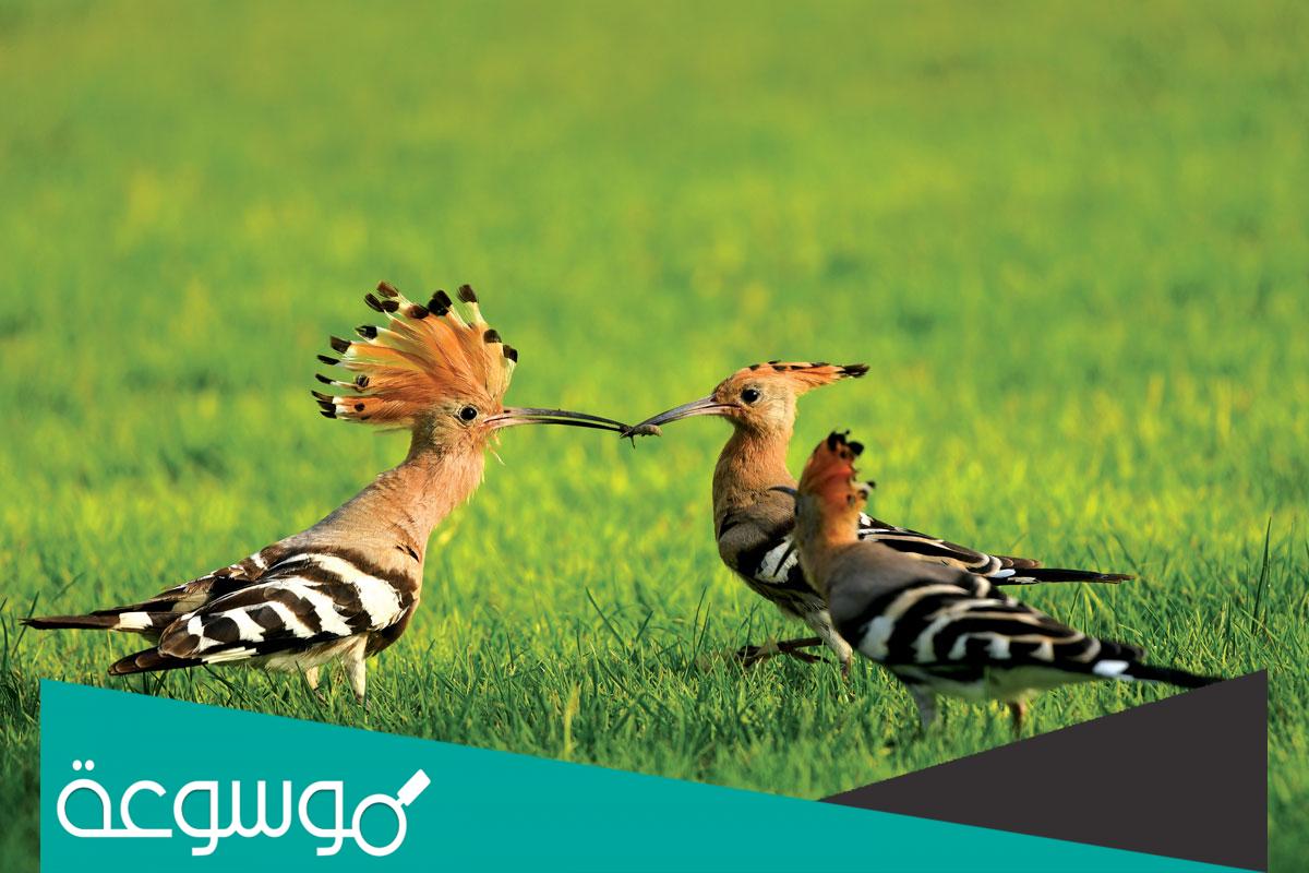 ماهو الطائر الذي كلمه سيدنا سليمان