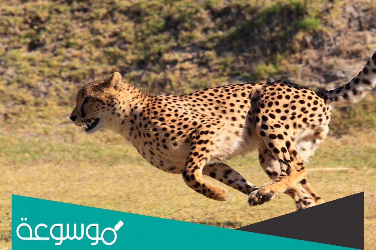 أسرع حيوان في العالم وكم تبلغ سرعته